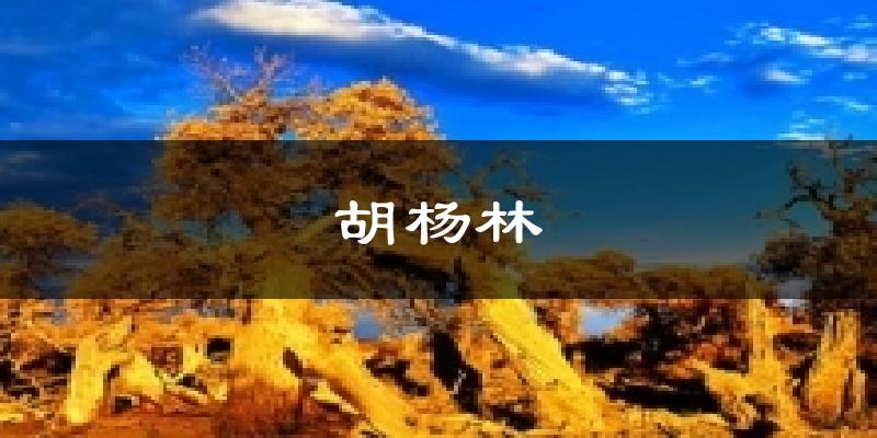 胡杨林天气预报十五天