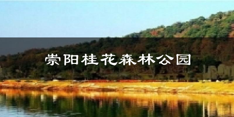 崇阳桂花森林公园今日天气